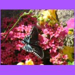 Black Butterly on Pink Flower.jpg